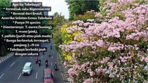 Pohon “Sakura” Tabebuya Hiasi Sepanjang Jalan Laksamana Bintan