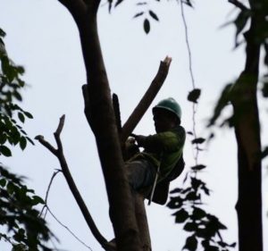 Jaga Keselamatan Warga, Perakimtan dan Kecamatan Sagulung Pangkas Dahan Pohon