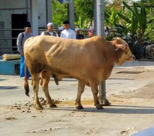 Ketentuan Kurban di Tengah Covid-19: Jaga Jarak, Kawal Kebersihan Petugas, & Alat Jagal