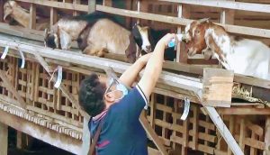 Hari Pertama di Seitemiang, Yunelli Pimpin Tim DKPP Cek Kesehatan Hewan Kurban