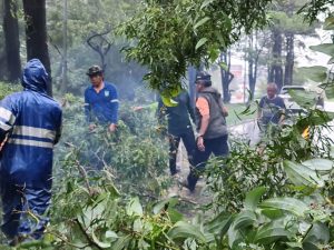 Hujan Dahsyat, Jefridin Bersihkan Pohon Tumbang Halangi Jalan & Timpa Dua Rumah