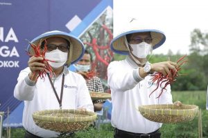 Cabai Proliga yang Dipanen Amsakar Ini Bisa Meningkatkan Hasil Produksi hingga 20 Ton!