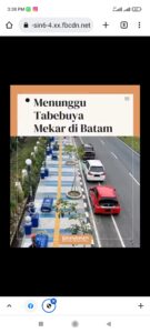 Menunggu “Kembaran” Bunga Sakura Bermekaran di Jantung Kota Batam