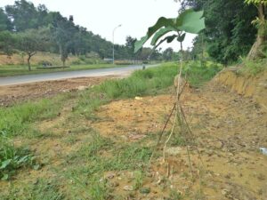 Jati Emas Mulai Tumbuh, Siap Cakar Langit, Hijaukan Batam