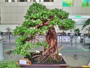 WARTA FOTO: Melihat 210 Bonsai Adu Cantik di Nagoya Hill Shopping Mall Batam