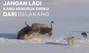 INSPIRASI PAGI: Doa Voltaire