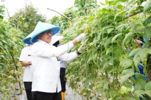 Pak “Tani” Jefridin Panen Kacang Panjang & Tanam Timun Bersama Danlantamal Batam