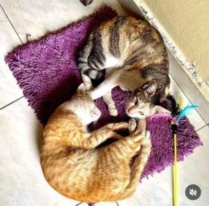 INSPIRASI PAGI: Beli Kucing dalam Karung