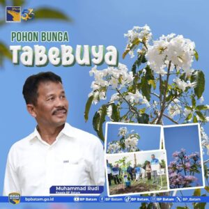Bunga Tabebuya Bermekaran di Pedestarian Batamcenter, Warga: Vibesnya Bagai di Jepang