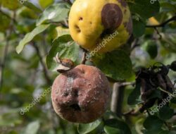 INSPIRASI PAGI: Buah Busuk